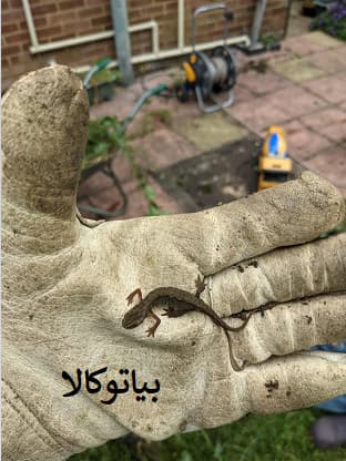 از بین بردن مارمولک با بهترین سم 